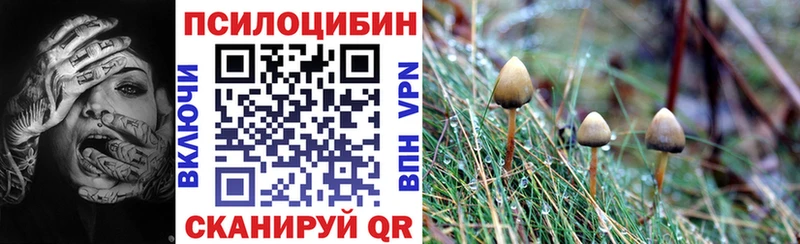 как найти закладки  Инза  Галлюциногенные грибы Psilocybine cubensis 